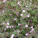Geranium robertianum